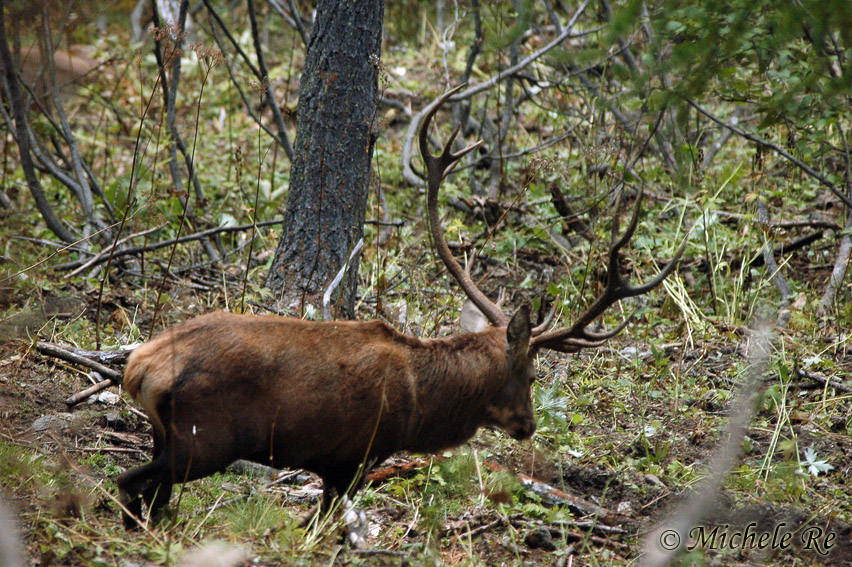 PASSIONE PER IL CERVO
